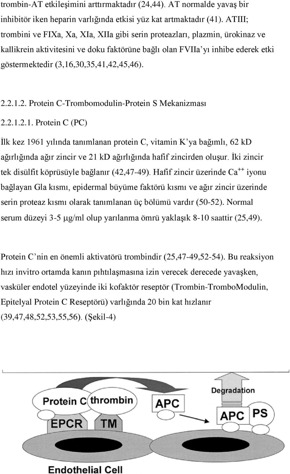 (3,16,30,35,41,42,45,46). 2.2.1.2. Protein C-Trombomodulin-Protein S Mekanizması 2.2.1.2.1. Protein C (PC) İlk kez 1961 yılında tanımlanan protein C, vitamin K ya bağımlı, 62 kd ağırlığında ağır zincir ve 21 kd ağırlığında hafif zincirden oluşur.