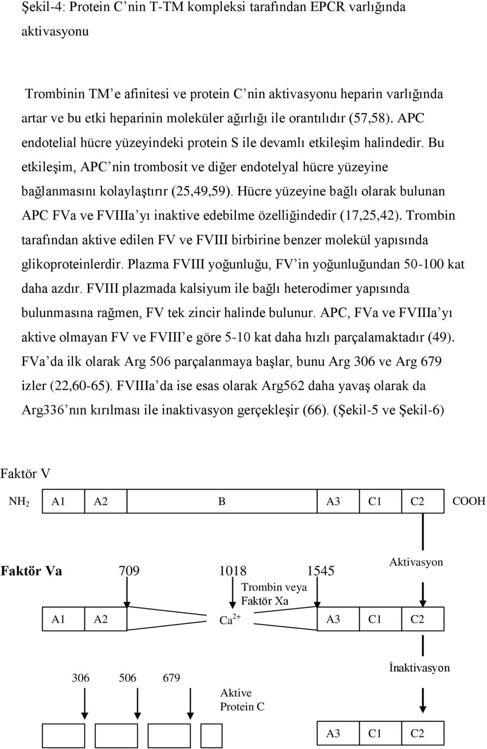 Bu etkileşim, APC nin trombosit ve diğer endotelyal hücre yüzeyine bağlanmasını kolaylaştırır (25,49,59).