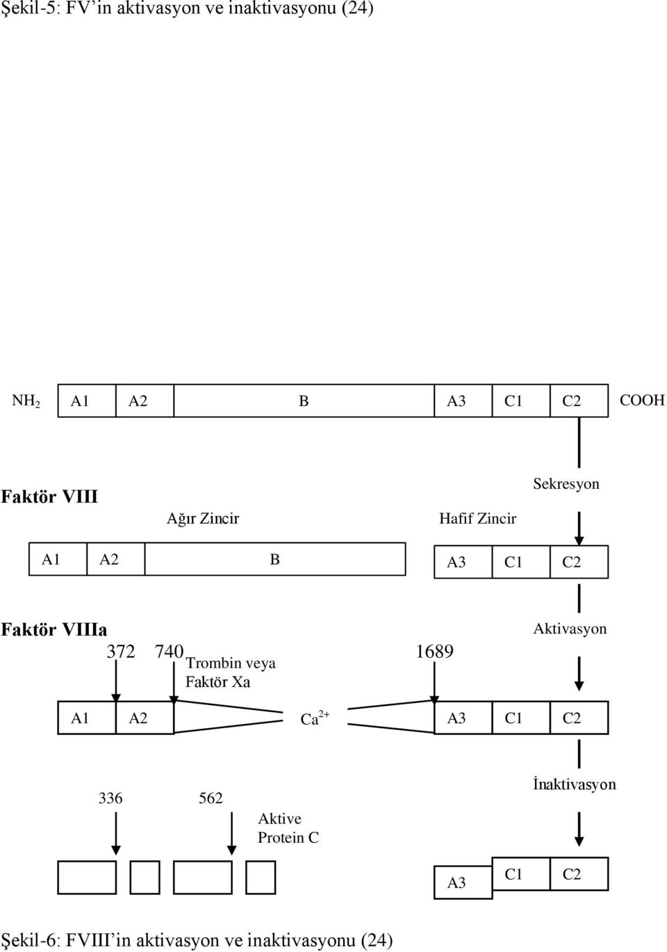 372 740 1689 Trombin veya Faktör Xa Aktivasyon A1 A2 Ca 2+ A3 C1 C2 336 562