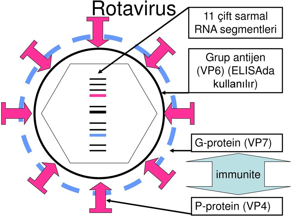 (ELISAda kullanılır) G-protein