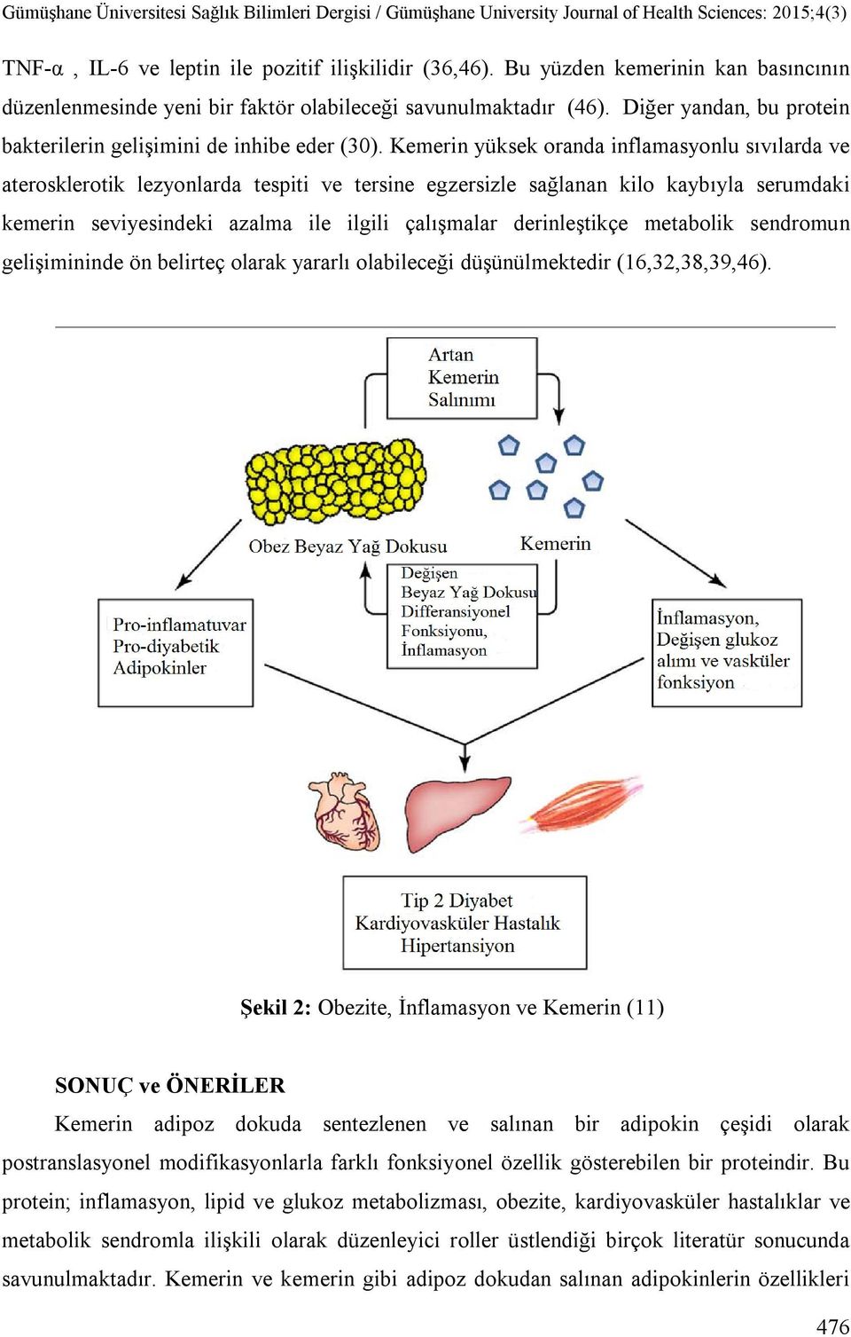 Kemerin yüksek oranda inflamasyonlu sıvılarda ve aterosklerotik lezyonlarda tespiti ve tersine egzersizle sağlanan kilo kaybıyla serumdaki kemerin seviyesindeki azalma ile ilgili çalışmalar