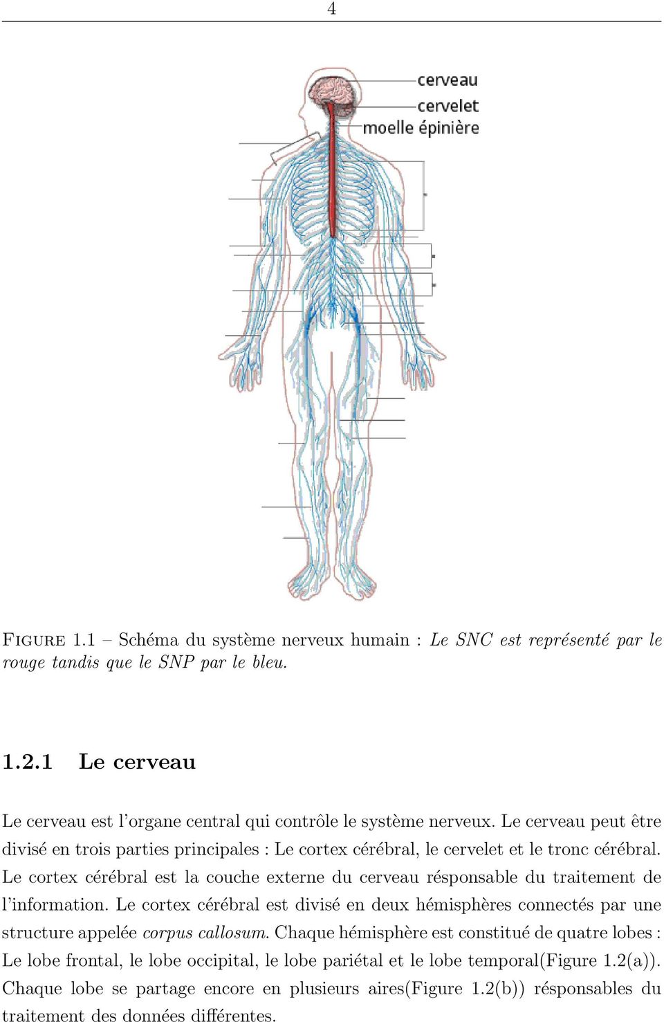 Le cortex cérébral est la couche externe du cerveau résponsable du traitement de l information.