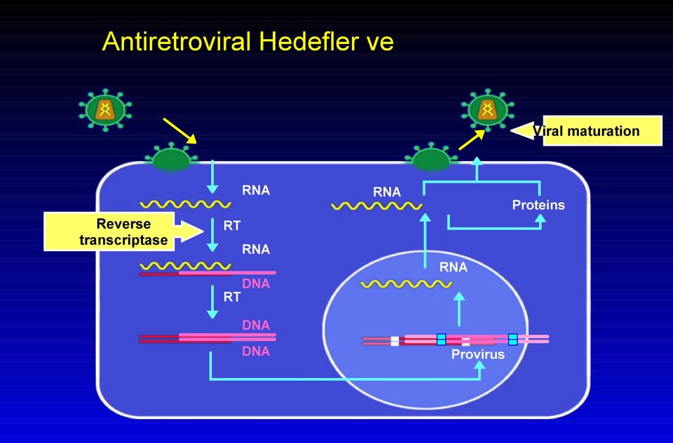 transcriptase RNA RT RNA DNA RT DNA DNA RNA RNA Provirus Viral protease Proteins