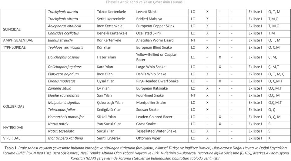 strauchi Kör Kertenkele Anatolian Worm Lizard NT Ek liste I O, T, M TYPHLOPIDAE Typhlops vermicularis Kör Yılan European Blind Snake LC X Ek liste I O, Ç,M Dolichophis caspius Hazer Yılanı Yellow