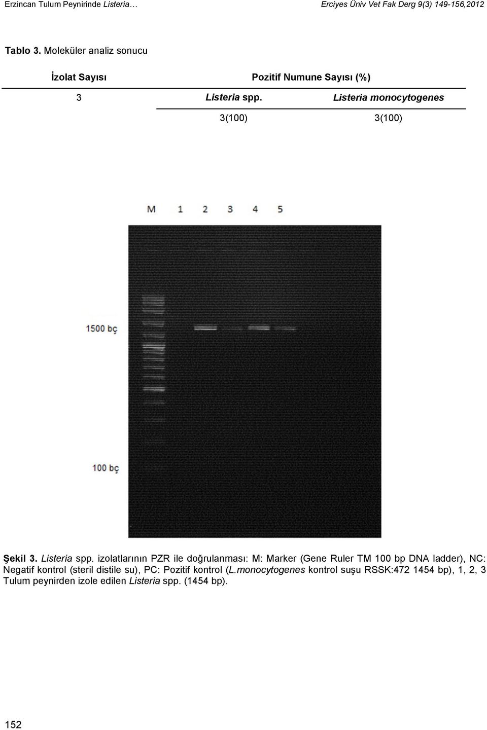 Listeria monocytogenes 3(100) 3(100) Şekil 3. Listeria spp.