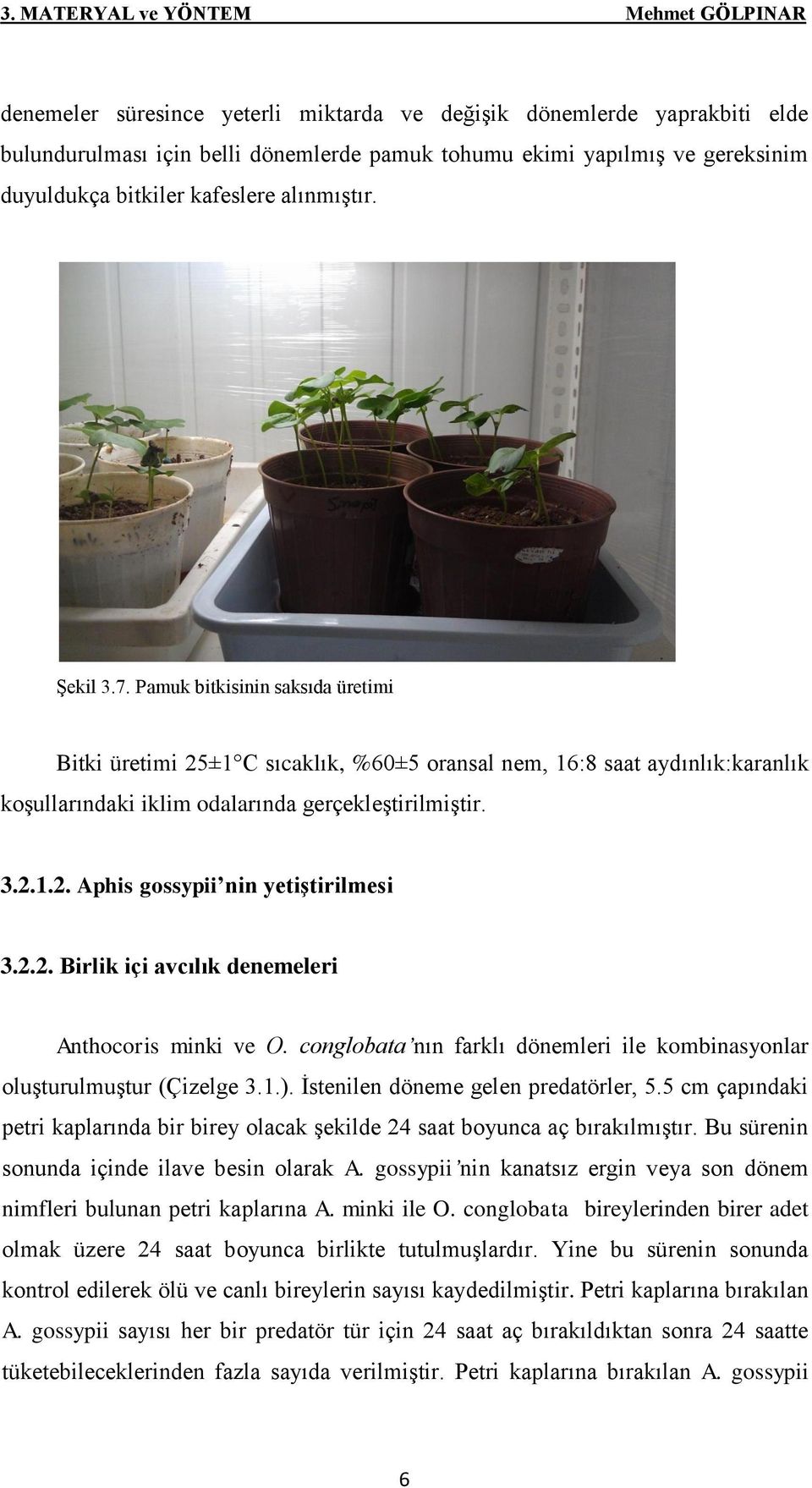 Pamuk bitkisinin saksıda üretimi Bitki üretimi 25±1 C sıcaklık, %60±5 oransal nem, 16:8 saat aydınlık:karanlık koşullarındaki iklim odalarında gerçekleştirilmiştir. 3.2.1.2. Aphis gossypii nin yetiştirilmesi 3.