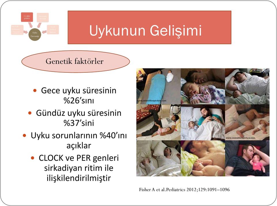 %26 sını Gündüz uyku süresinin %37 sini Uyku sorunlarının %40 ını açıklar CLOCK ve PER