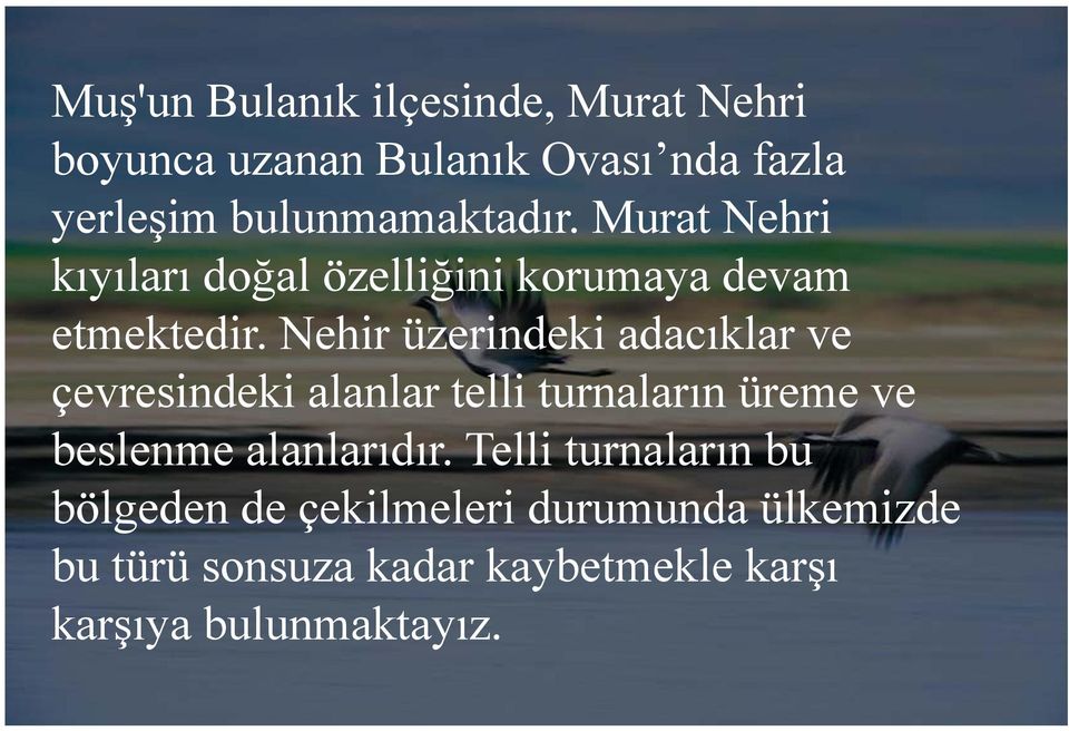 Nehir üzerindeki adacıklar ve çevresindeki alanlar telli turnaların üreme ve beslenme alanlarıdır.