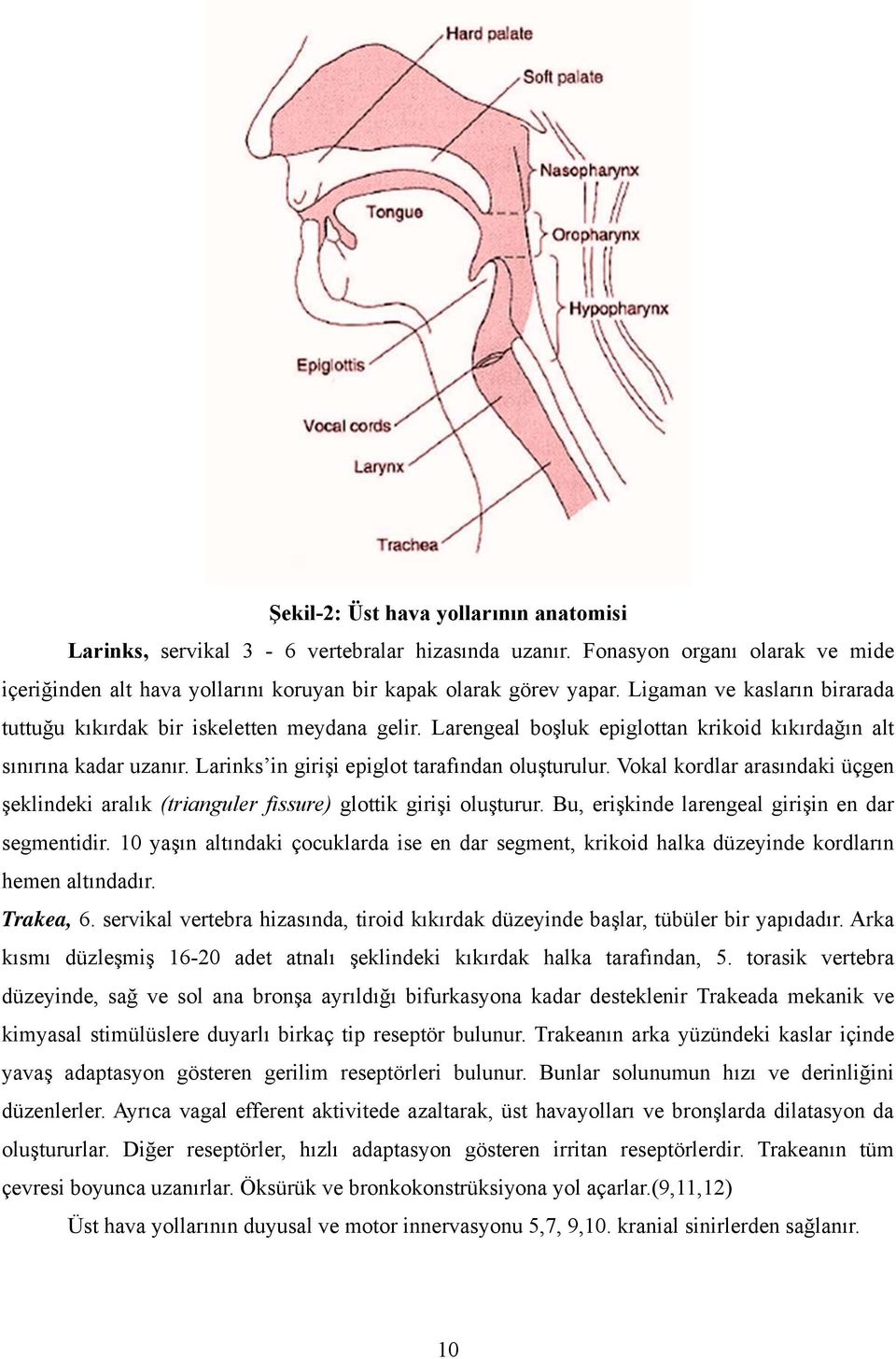 Vokal kordlar arasındaki üçgen şeklindeki aralık (trianguler fissure) glottik girişi oluşturur. Bu, erişkinde larengeal girişin en dar segmentidir.