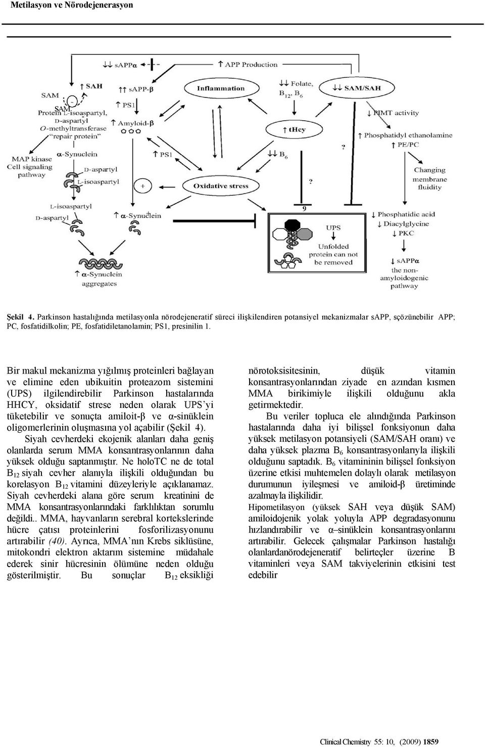 Bir makul mekanizma yığılmış proteinleri bağlayan ve elimine eden ubikuitin proteazom sistemini (UPS) ilgilendirebilir Parkinson hastalarında HHCY, oksidatif strese neden olarak UPS yi tüketebilir ve