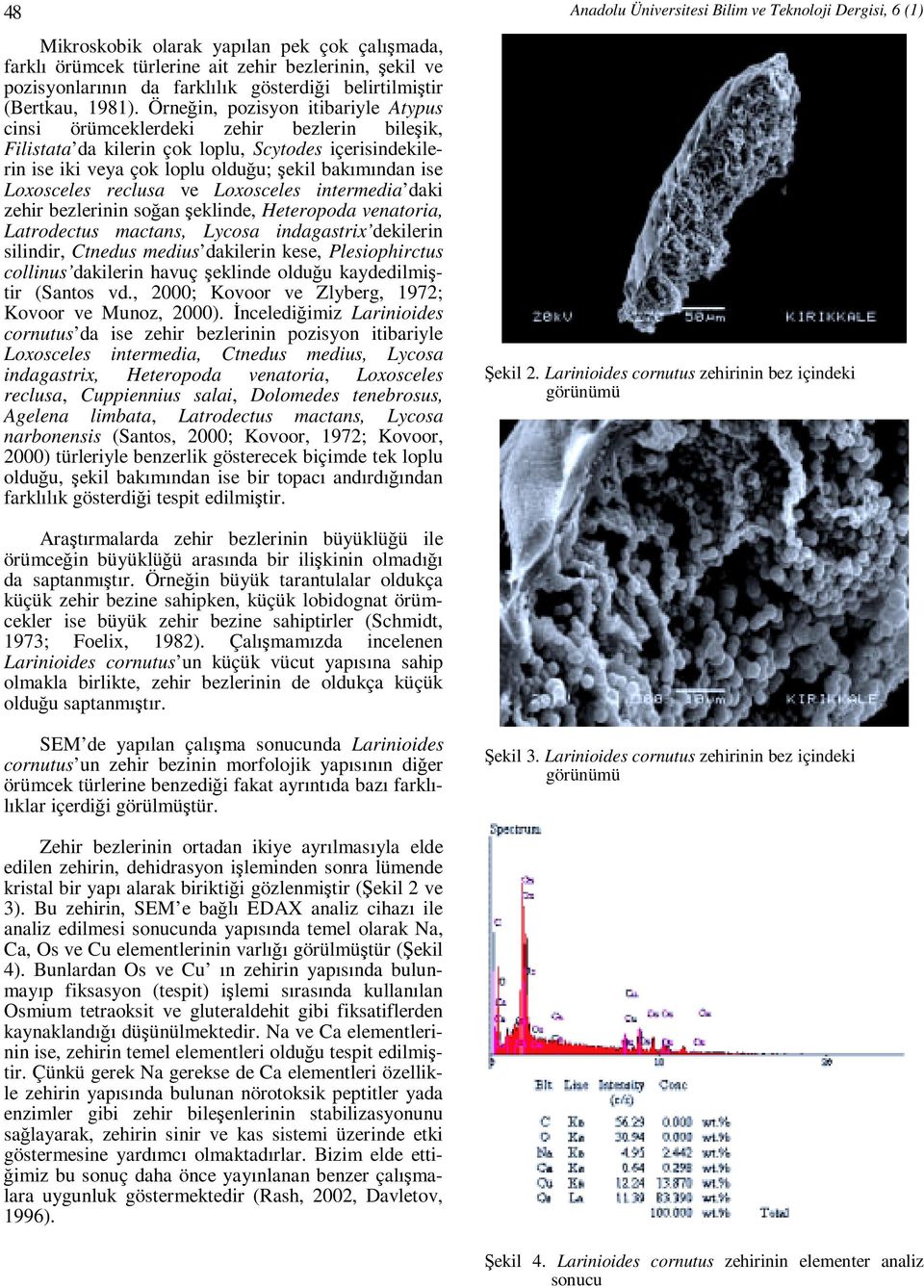 Loxosceles reclusa ve Loxosceles intermedia daki zehir bezlerinin soğan şeklinde, Heteropoda venatoria, Latrodectus mactans, Lycosa indagastrix dekilerin silindir, Ctnedus medius dakilerin kese,