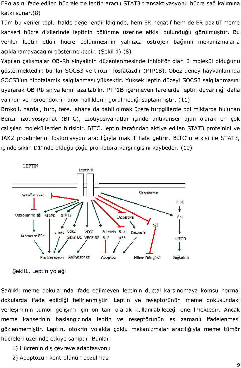 Bu veriler leptin etkili hücre bölünmesinin yalnızca östrojen bağımlı mekanizmalarla açıklanamayacağını göstermektedir.