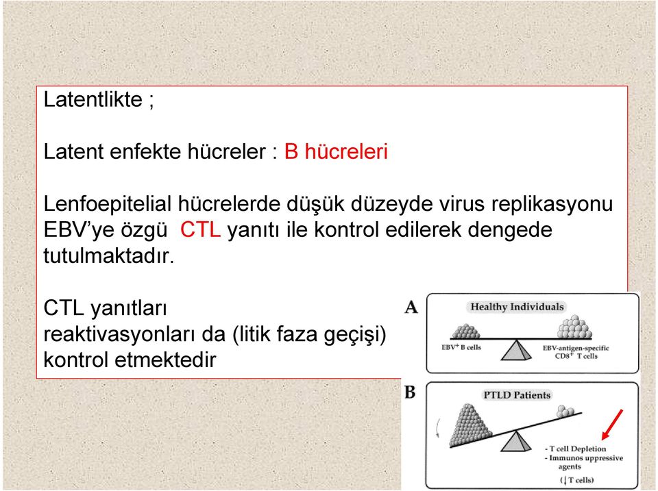 ye özgü CTL yanıtı ile kontrol edilerek dengede tutulmaktadır.