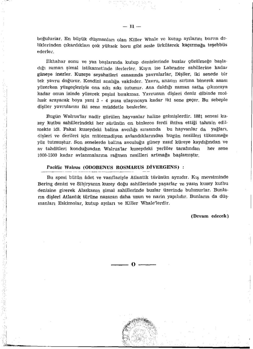 Kuzeye seyahatleri esnasında yavrularlar, Dişiler, iki senede bir tek yavru doğurur. Kendini analığa vakfeder. Yavru, ananın sırtına binerek anası yüzerken yüzgeçleriyle ona sıkı sıkı tutunur.