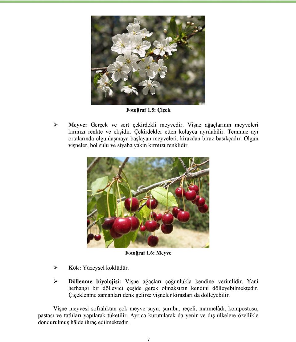 6: Meyve Döllenme biyolojisi: Vişne ağaçları çoğunlukla kendine verimlidir. Yani herhangi bir dölleyici çeşide gerek olmaksızın kendini dölleyebilmektedir.
