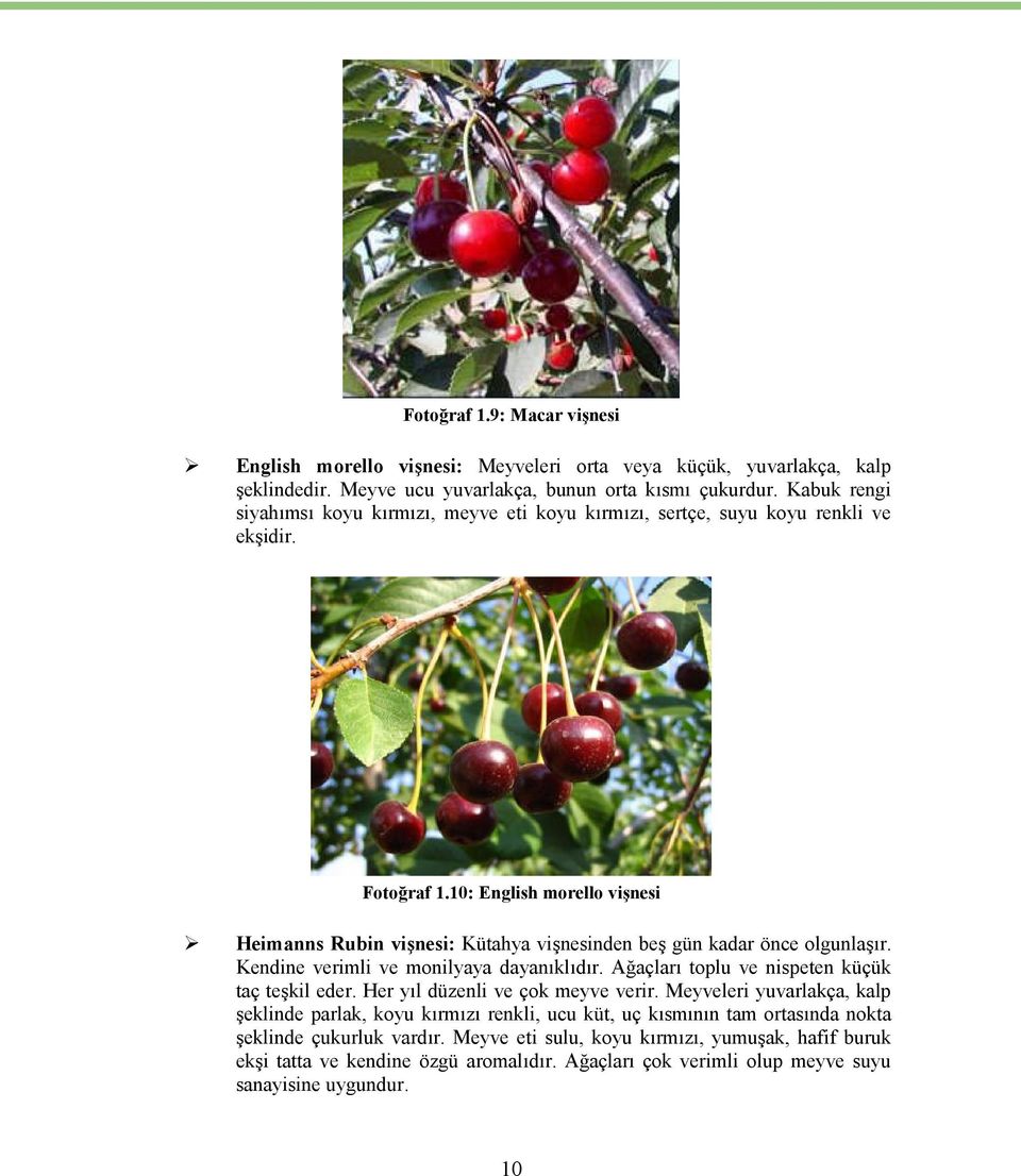 10: English morello vişnesi Heimanns Rubin vişnesi: Kütahya vişnesinden beş gün kadar önce olgunlaşır. Kendine verimli ve monilyaya dayanıklıdır. Ağaçları toplu ve nispeten küçük taç teşkil eder.