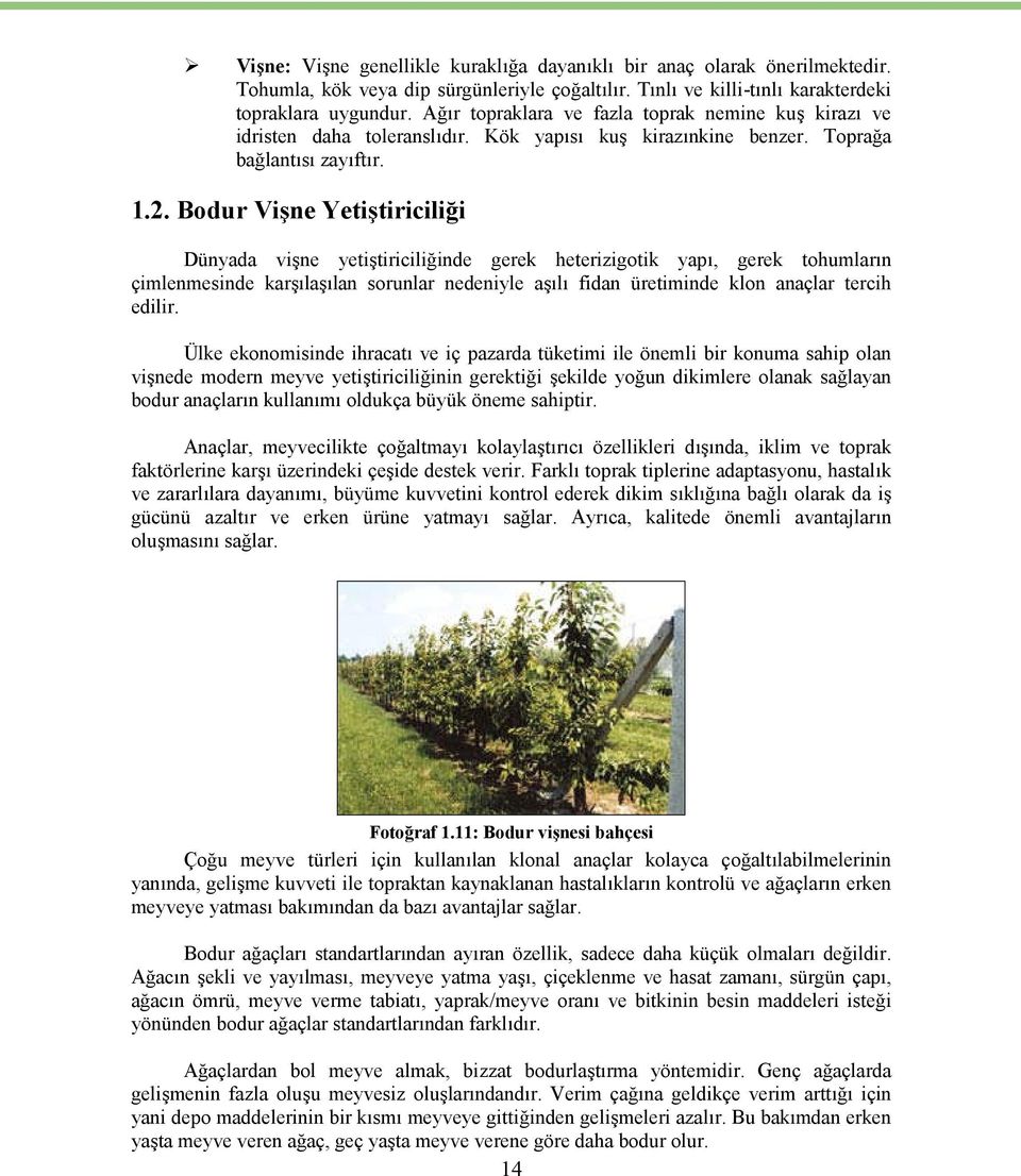 Bodur Vişne Yetiştiriciliği Dünyada vişne yetiştiriciliğinde gerek heterizigotik yapı, gerek tohumların çimlenmesinde karşılaşılan sorunlar nedeniyle aşılı fidan üretiminde klon anaçlar tercih edilir.