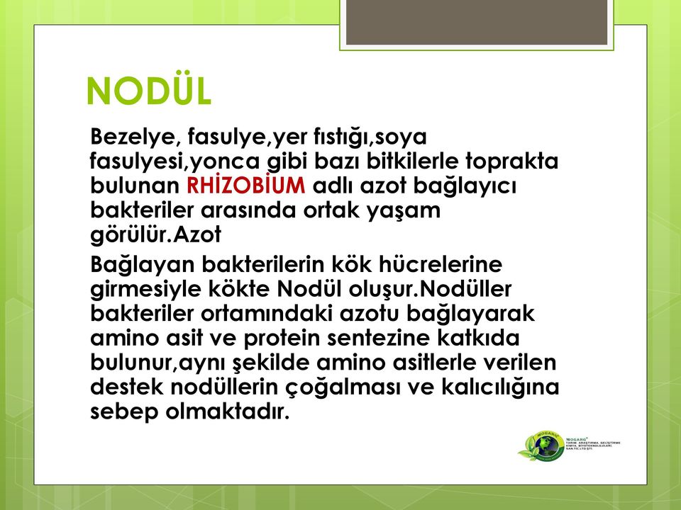 azot Bağlayan bakterilerin kök hücrelerine girmesiyle kökte Nodül oluģur.