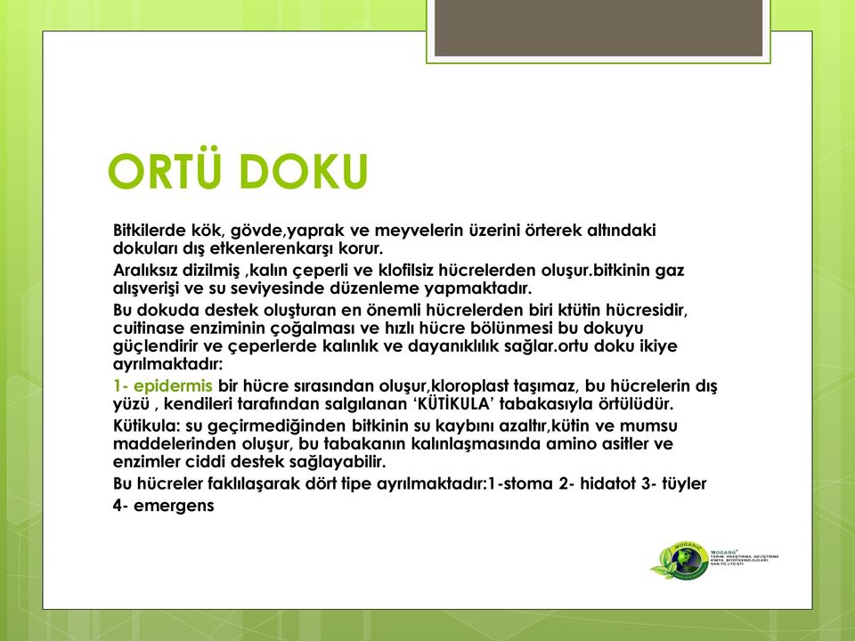 Bu dokuda destek oluģturan en önemli hücrelerden biri ktütin hücresidir, cuitinase enziminin çoğalması ve hızlı hücre bölünmesi bu dokuyu güçlendirir ve çeperlerde kalınlık ve dayanıklılık sağlar.