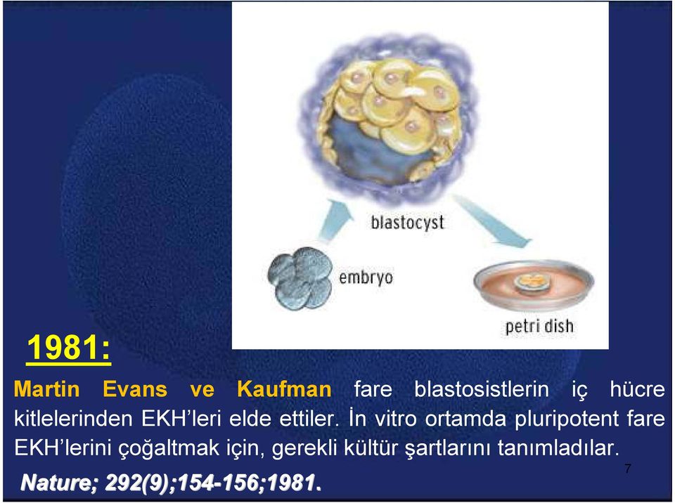 İn vitro ortamda pluripotent fare EKH lerini çoğaltmak