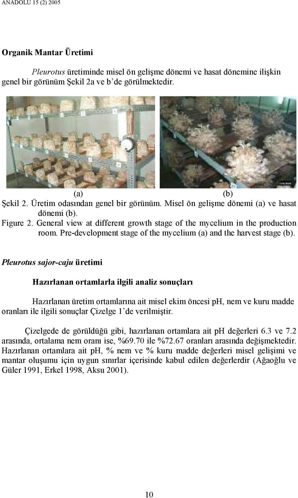 Pre-development stage of the mycelium (a) and the harvest stage (b).