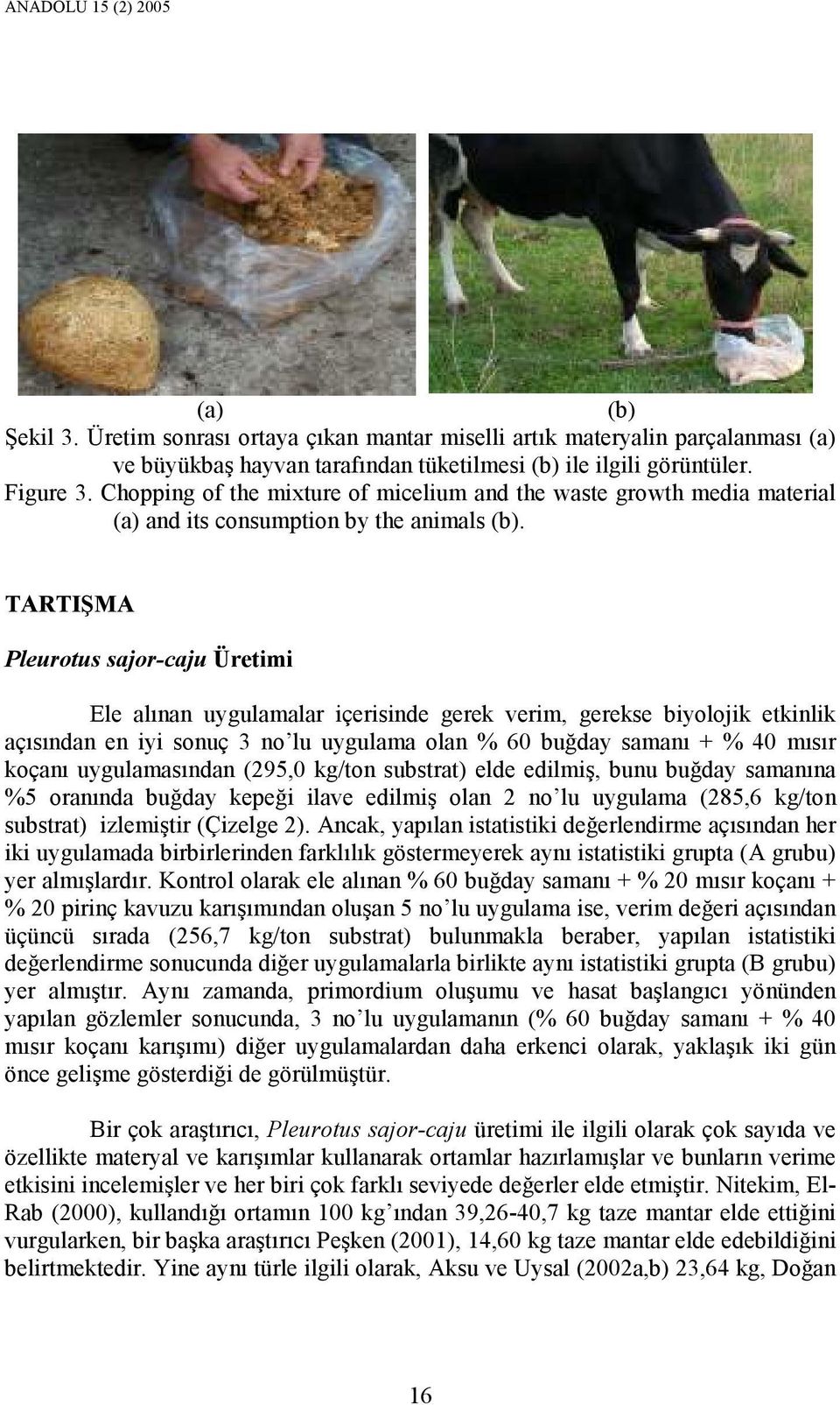 TARTIŞMA Pleurotus sajor-caju Üretimi Ele alınan uygulamalar içerisinde gerek verim, gerekse biyolojik etkinlik açısından en iyi sonuç 3 no lu uygulama olan % 60 buğday samanı + % 40 mısır koçanı