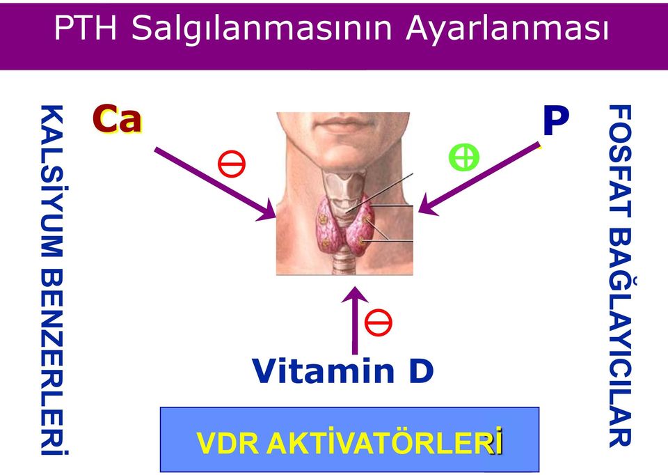 BENZERLERĠ Ca y y Vitamin D
