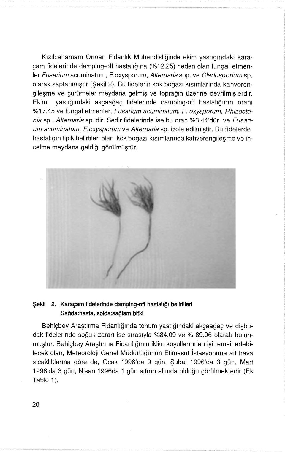 Ekim yastığındaki akçaağaç fidelerinde damping-off hastalığının oranı %17.45 ve fungal etmenler, Fusarium acuminatum, F. oxysporum, Rhizoctonia sp., Alternaria sp.'dir.