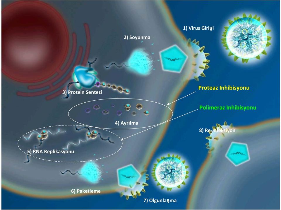 Inhibisyonu 4) Ayrılma 8) Re infeksiyon