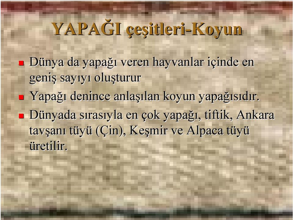 koyun yapağısıdır.