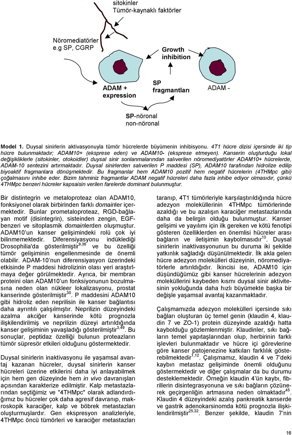 Kanserin oluşturduğu lokal değişikliklerle (sitokinler, otokoidler) duysal sinir sonlanmalarından salıverilen nöromediyatörler ADAM10+ hücrelerde, ADAM-10 sentezini artırmaktadır.