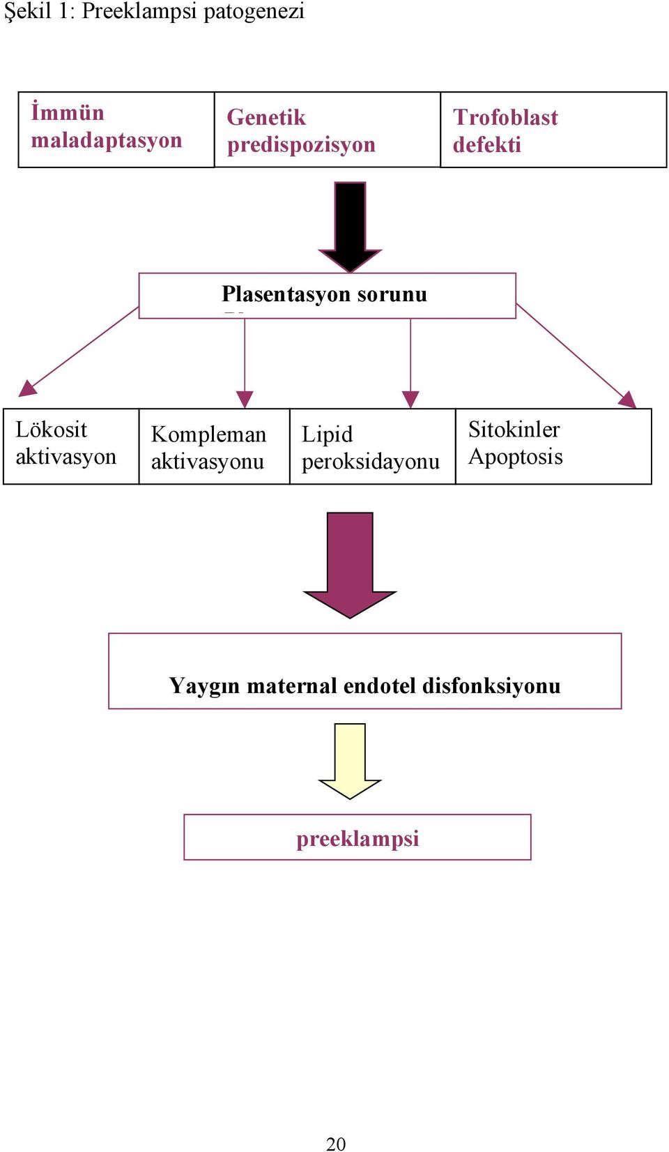 sorunu Lökosit aktivasyon u Kompleman aktivasyonu Lipid