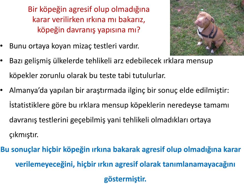 Almanya da yapılan bir araştırmada ilginç bir sonuç elde edilmiştir: İstatistiklere göre bu ırklara mensup köpeklerin neredeyse tamamı davranış testlerini