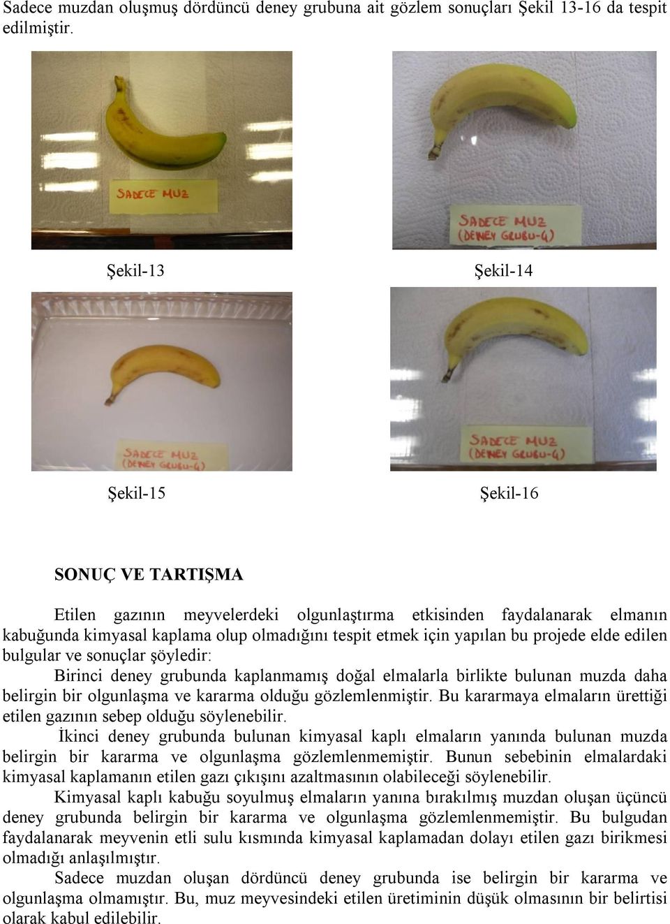 projede elde edilen bulgular ve sonuçlar şöyledir: Birinci deney grubunda kaplanmamış doğal elmalarla birlikte bulunan muzda daha belirgin bir olgunlaşma ve kararma olduğu gözlemlenmiştir.