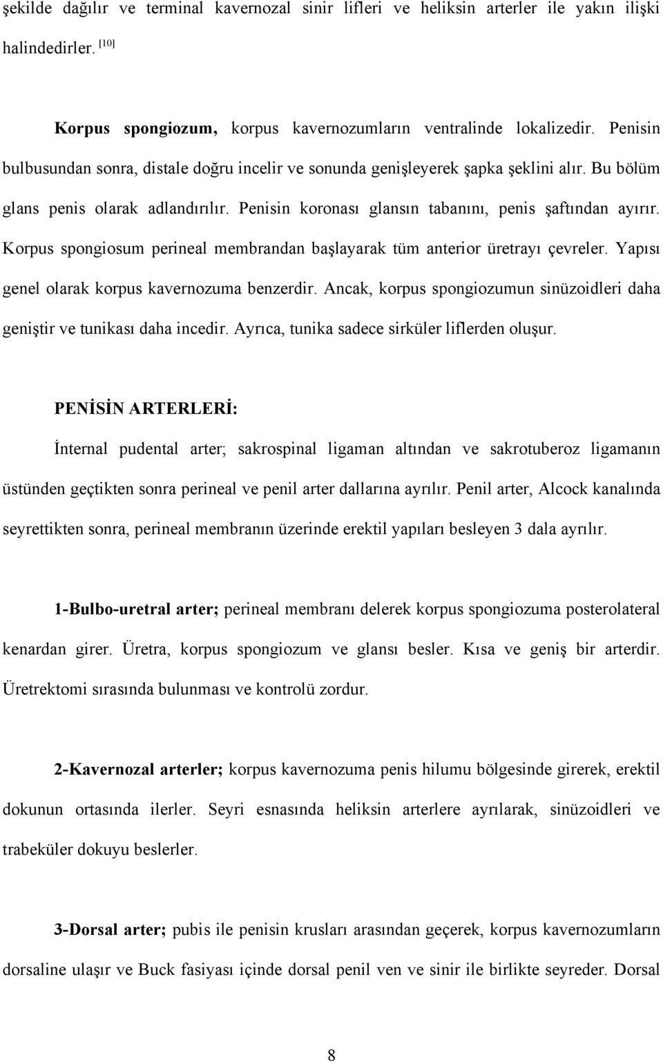 Korpus spongiosum perineal membrandan başlayarak tüm anterior üretrayı çevreler. Yapısı genel olarak korpus kavernozuma benzerdir.