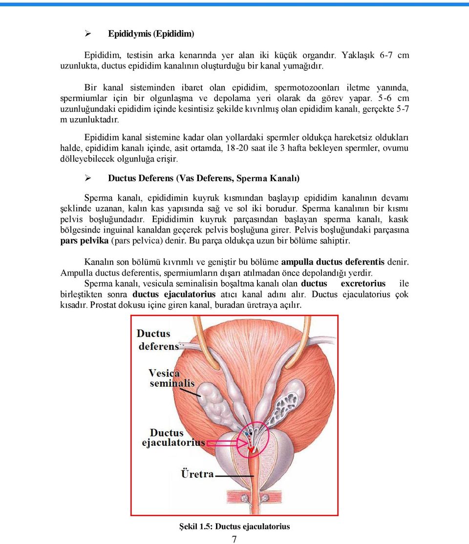 5-6 cm uzunluğundaki epididim içinde kesintisiz Ģekilde kıvrılmıģ olan epididim kanalı, gerçekte 5-7 m uzunluktadır.