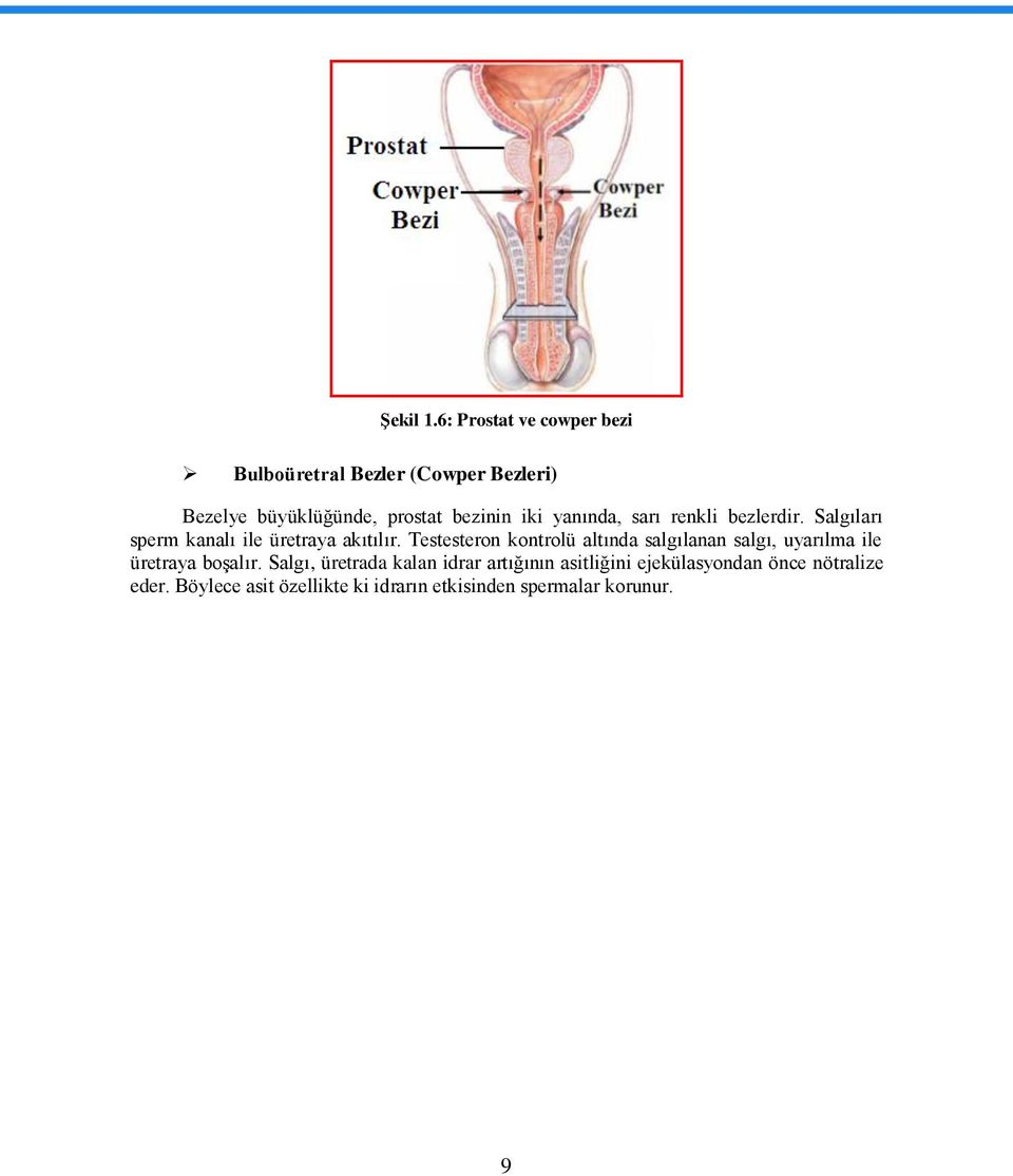 yanında, sarı renkli bezlerdir. Salgıları sperm kanalı ile üretraya akıtılır.