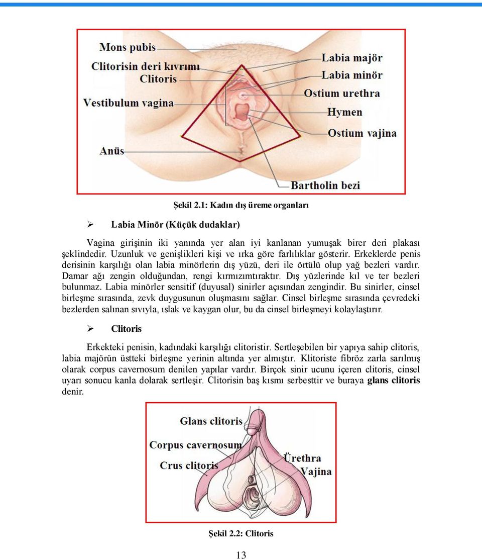 Damar ağı zengin olduğundan, rengi kırmızımtıraktır. DıĢ yüzlerinde kıl ve ter bezleri bulunmaz. Labia minörler sensitif (duyusal) sinirler açısından zengindir.