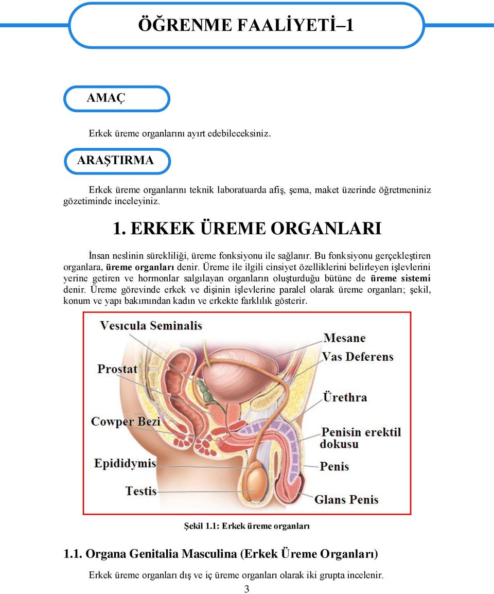 ERKEK ÜREME ORGANLARI Ġnsan neslinin sürekliliği, üreme fonksiyonu ile sağlanır. Bu fonksiyonu gerçekleģtiren organlara, üreme organları denir.