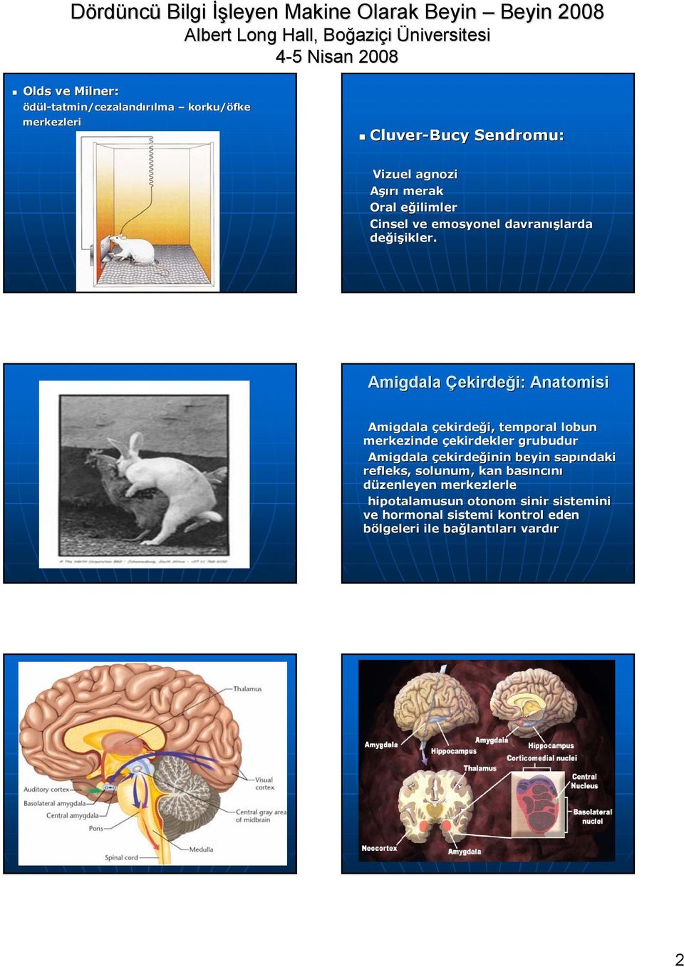 Amigdala Çekirdeği: i: Anatomisi Amigdala çekirdeği, i, temporal lobun merkezinde çekirdekler grubudur Amigdala çekirdeğinin