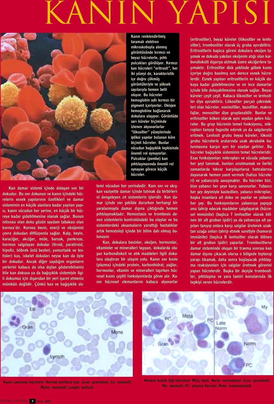 Okisjen hemoglobine ba lanarak dokulara ulafl yor. Görüntüde sar küreler biçiminde izlenen akyuvarlarlar lökositler yüzeylerinde ipliksi yap lar bulunan küre biçimli hücreler.