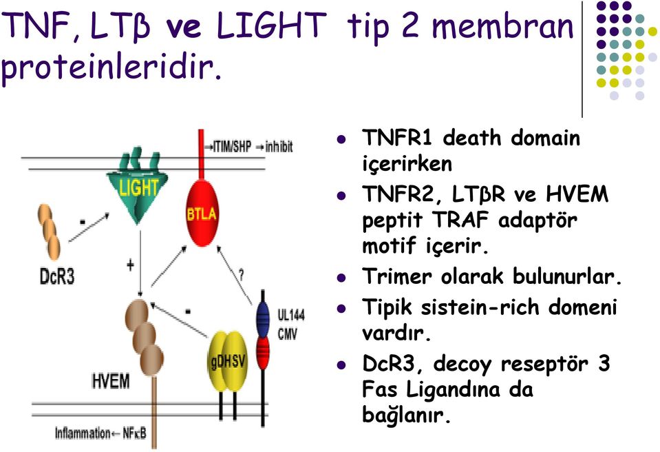 TRAF adaptör motif içerir. Trimer olarak bulunurlar.