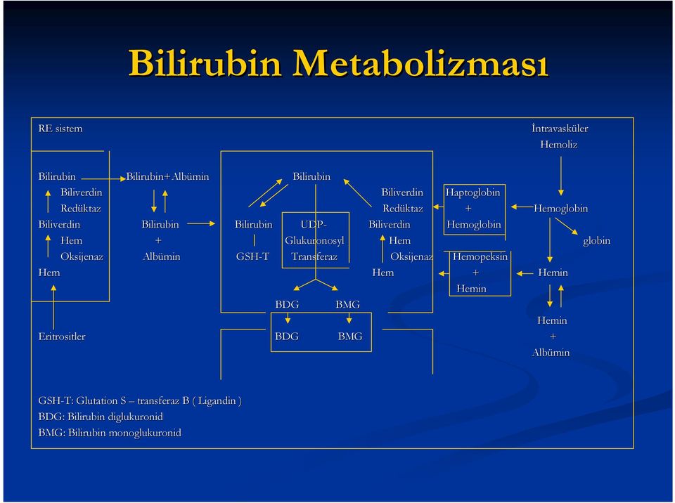 + Hemoglobin Biliverdin Hemoglobin Glukuronosyl Hem min GSH-T T Transferaz Oksijenaz Hemopeksin Hem + Hemin Hemin BDG BMG