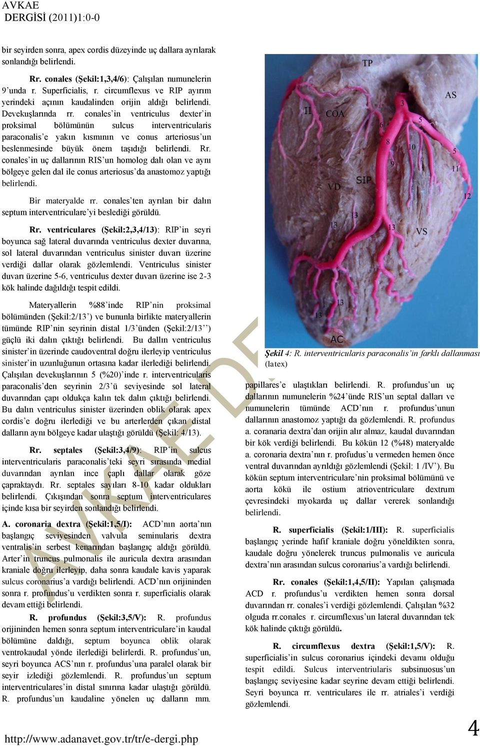 conales in ventriculus dexter in proksimal bölümünün sulcus interventricularis paraconalis e yakın kısmının ve conus arteriosus un beslenmesinde büyük önem taşıdığı belirlendi. Rr.