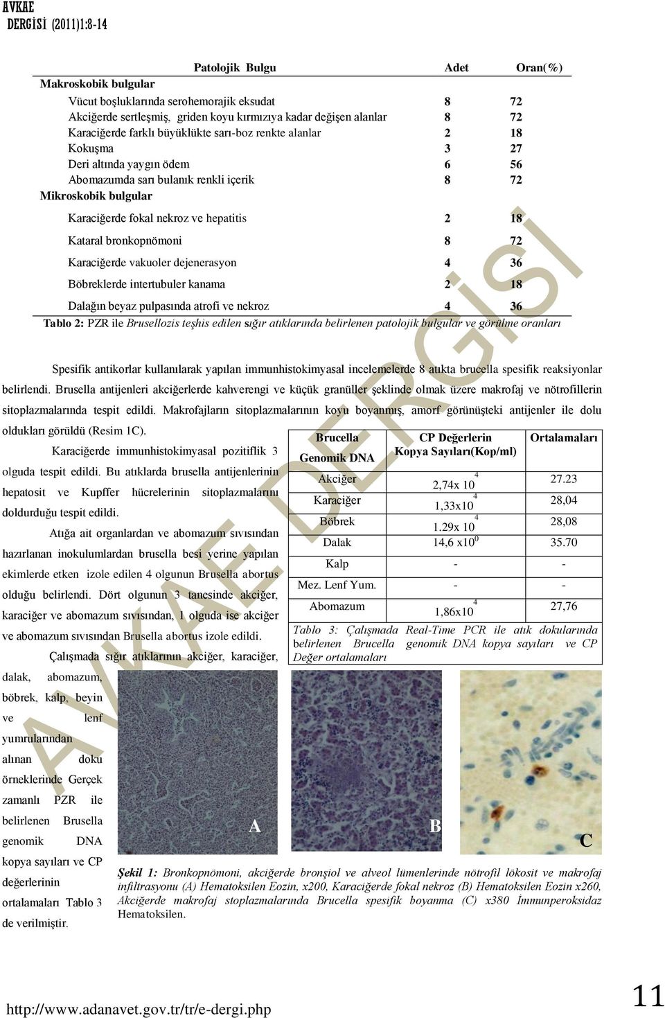 hepatitis 2 18 Kataral bronkopnömoni 8 72 Karaciğerde vakuoler dejenerasyon 4 36 Böbreklerde intertubuler kanama 2 18 Dalağın beyaz pulpasında atrofi ve nekroz 4 36 Tablo 2: PZR ile Brusellozis