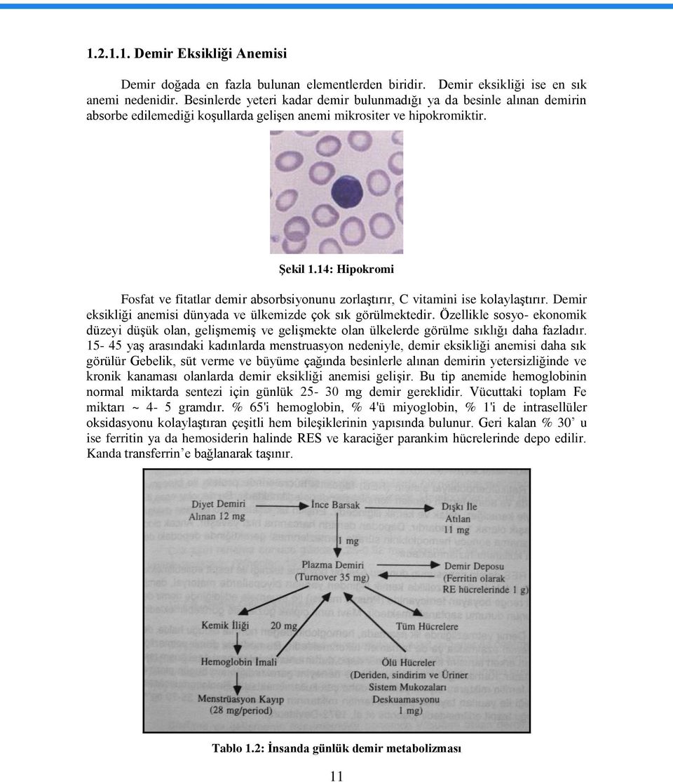 14: Hipokromi Fosfat ve fitatlar demir absorbsiyonunu zorlaģtırır, C vitamini ise kolaylaģtırır. Demir eksikliği anemisi dünyada ve ülkemizde çok sık görülmektedir.