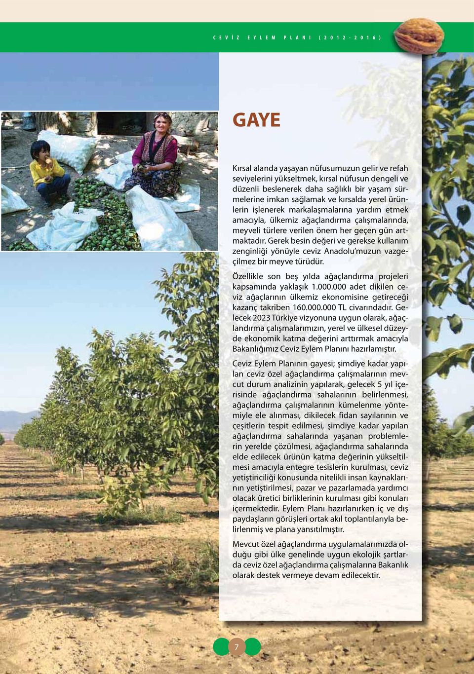 Gerek besin değeri ve gerekse kullanım zenginliği yönüyle ceviz Anadolu muzun vazgeçilmez bir meyve türüdür. Özellikle son beş yılda ağaçlandırma projeleri kapsamında yaklaşık 1.000.