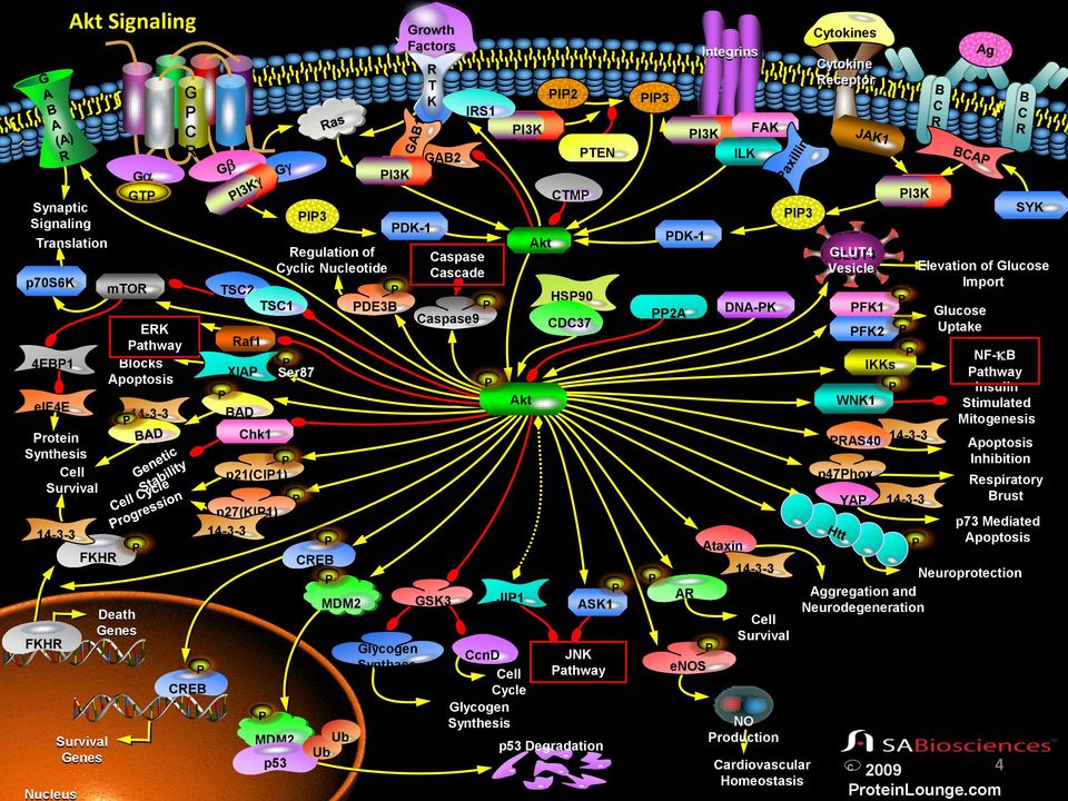 MDM2 Death Genes GSK3 JIP1 P ASK1 14-3-3 P AR 14-3-3 P Ataxin CREB P NF-kB Pathway Insulin Stimulated Mitogenesis Apoptosis Inhibition Respiratory Brust p73 Mediated Apoptosis Neuroprotection