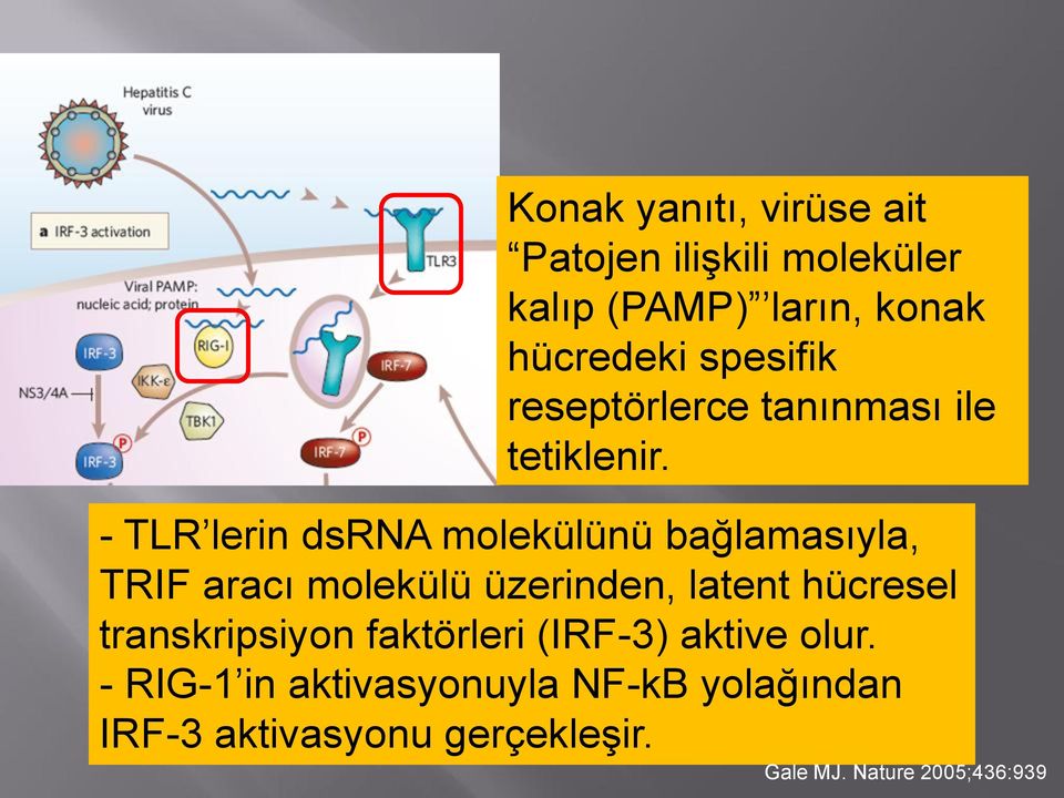 - TLR lerin dsrna molekülünü bağlamasıyla, TRIF aracı molekülü üzerinden, latent hücresel