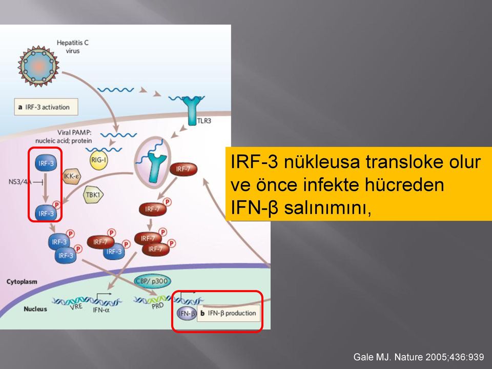 hücreden IFN-β